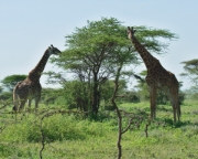 MG 0517 Giraffes